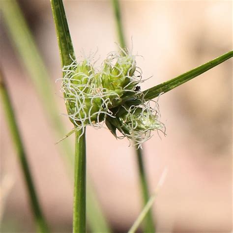 Carex inversa at Gunning, NSW - Canberra & Southern Tablelands