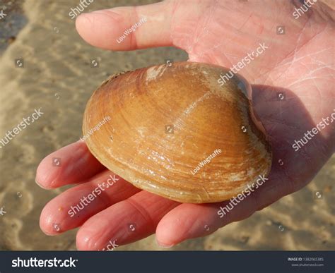 shilling shell royalty  images stock  pictures