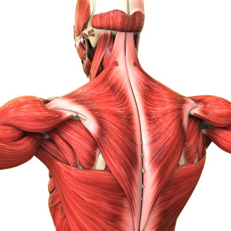 level  anatomy physiology training jh ravrani academy