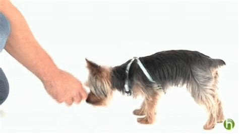 How To Teach A Puppy To Sit GIF - Pet Dog Training - Discover & Share GIFs