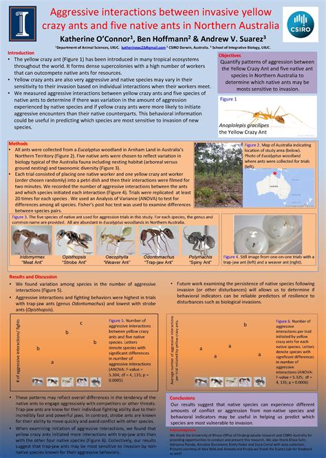 aggressive interactions  invasive yellow crazy ants