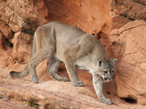 Mountain Lion Animal