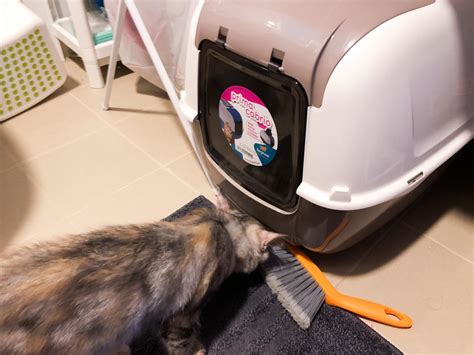 My Cats Use Each Other S Litter Boxes at Sophia Hoff blog