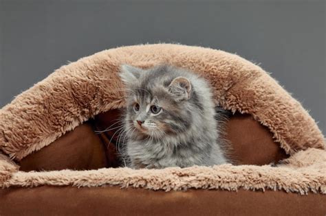 Page 31 | Cat Napping Images - Free Download on Freepik