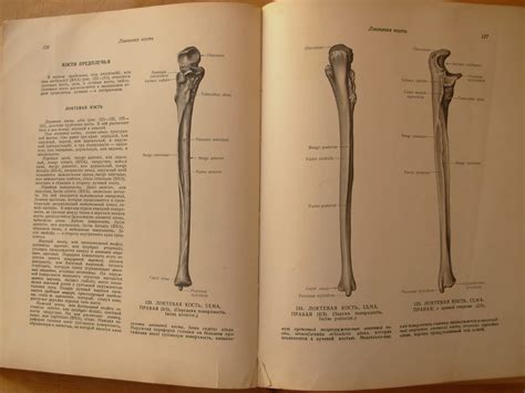 Atlas of Human Anatomy. Vol. I. The Science of Bones, Joints, Ligaments ...