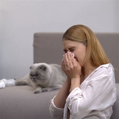 Understanding and Living with Allergy Free Cats