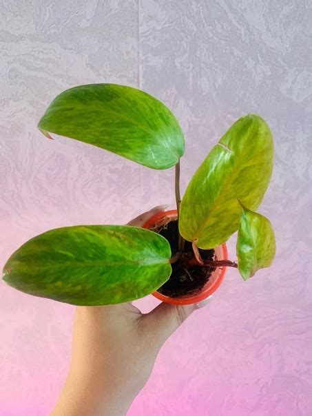 Продажа ️ ️ ️ 1ф Филодендрон Расписная леди 150₽ 2ф Монстера Адансона ...