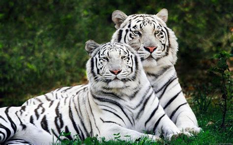 White Tiger Wallpapers Free - Wallpaper Cave