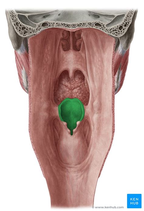 Epiglottis: Structure, function, epiglottitis | Kenhub