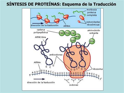 Esquema de síntesis de proteínas ¡Fotos & Guía 2024!