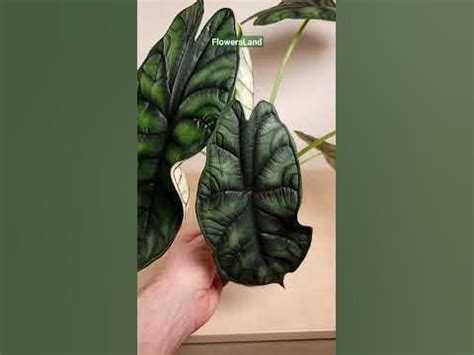 Алоказия 'Драгон Скейл' (чешуя дракона) | Alocasia 'Dragon Scale ...
