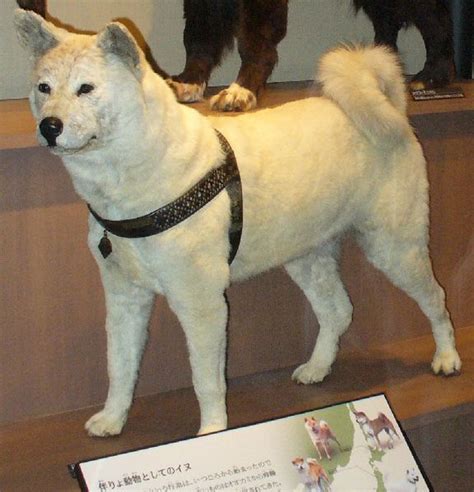 La mónada jeroglífica: Hachiko