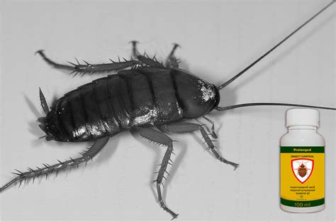 Insect control - Универсальное средство от клопов, тараканов, блох ...