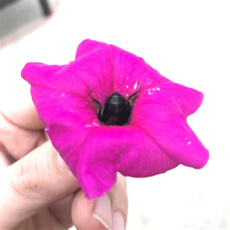 I just made a dying bee very happy : r/aww