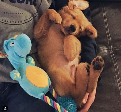73 Photos Of Heartmelting And Adorable Golden Retriever Puppies