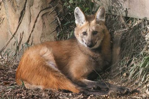 Enchanting World of Maned Wolves: Stunning Photos and Educational ...