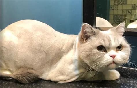 Груминг для кошек и котов, цена в Москве | Сеть груминг-салонов PetSmile