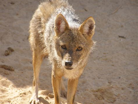 File:Canis aureus revivim2.JPG - Wikimedia Commons