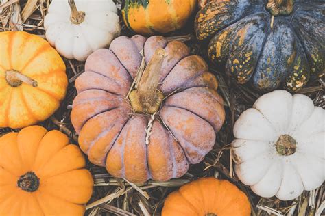 Pumpkins · Free Stock Photo