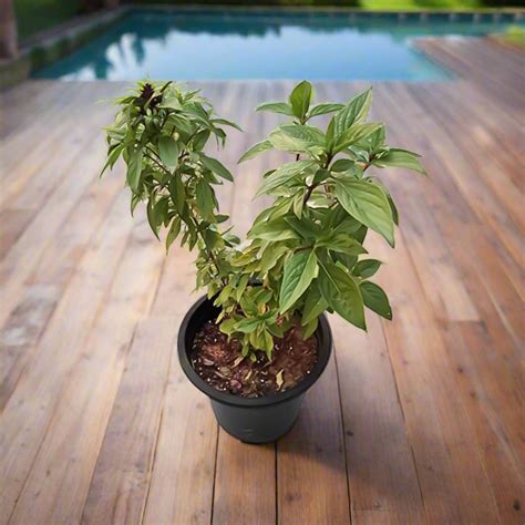Ocimum basilicum 0.3L 0.1-0.2M (OAH) – Acacia Garden Center
