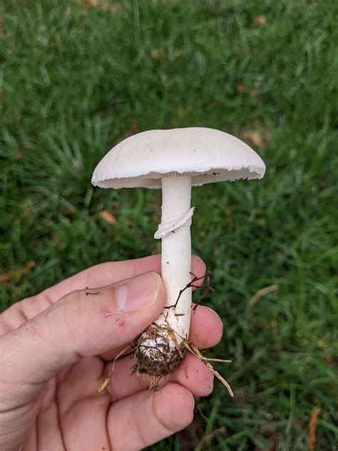 Types of White Mushrooms - A-Z Animals