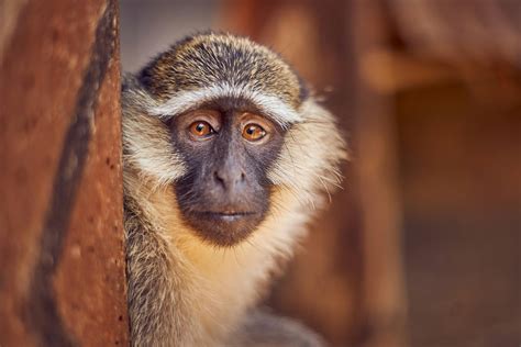 Monkey Fur Texture Photos, Download The BEST Free Monkey Fur Texture ...