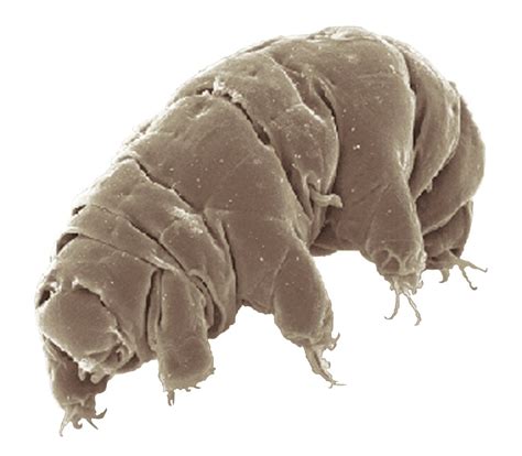 Tardigrade : r/dotslashdotdotdot