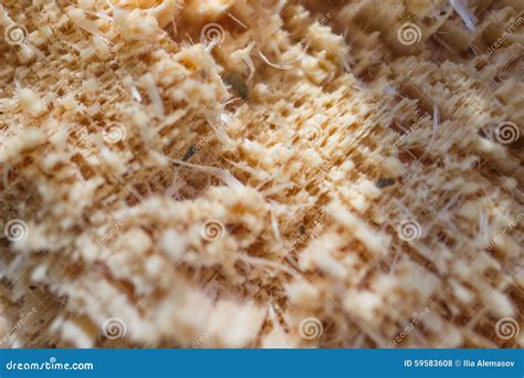Pine Break Wood Texture Stock Photography | CartoonDealer.com #59583608