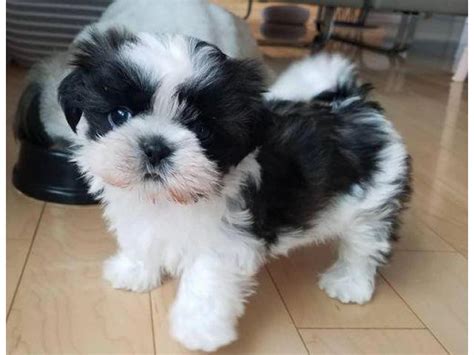 Como Cuidar De Um Shih Tzu De 45 Dias - Como cuidar de um shih tzu de 45 dias