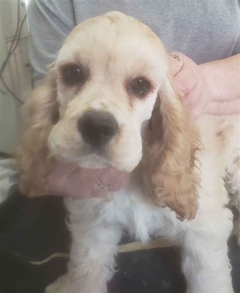 Cocker Spaniel Puppies For Sale