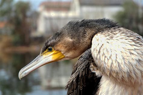 ADW: Phalacrocorax carbo: INFORMATION