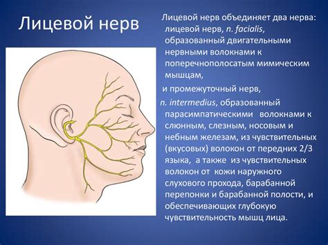 Поражения лицевого нерва. Парез и паралич мимической мускулатуры ...