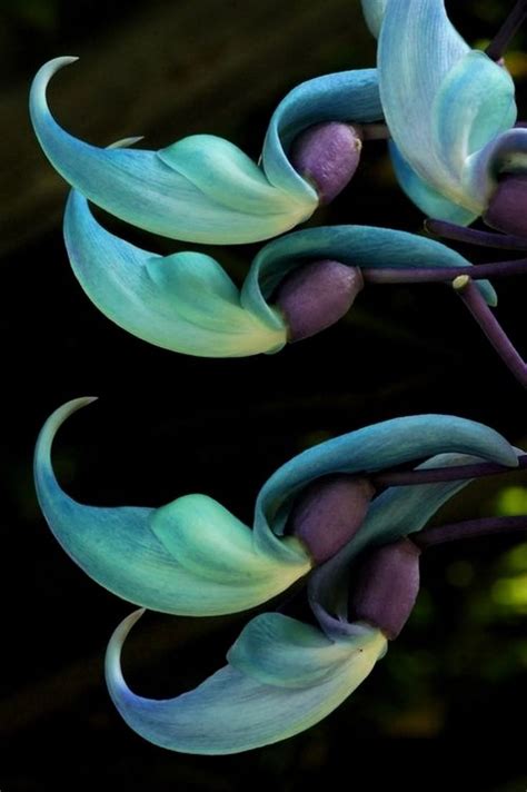 Pin on Türkis ‍♂️ | Unusual flowers, Amazing flowers, Exotic flowers