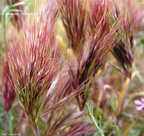 Bromus rubens
