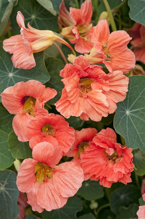 Tropaeolum Minus