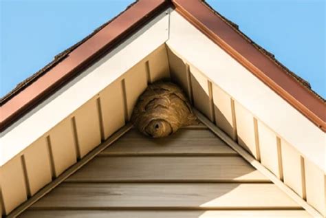 Bees Building Nests on Your House? - Seitz Bros. - Bee Control Service
