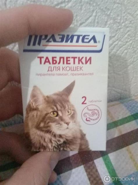 Таблетки от глистов для кошек - обзор лучшых препаратов