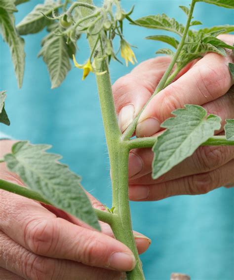 Watering tomato plants the right way is the key to success | Gardeningetc