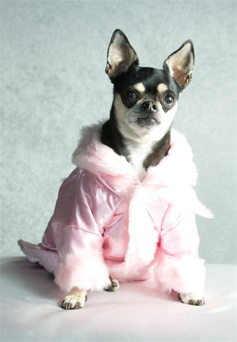 Diva Dog | Diva dogs, Dogs, Pig dog