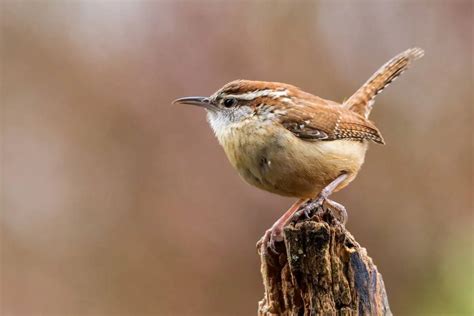 16 Facts About Carolina Wrens (Info & Pics) - Bird Feeder Hub