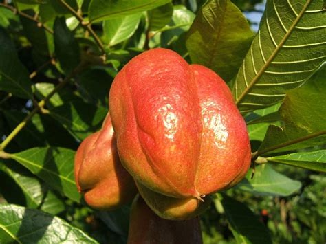 Ackee, le favori | Experience Jamaique