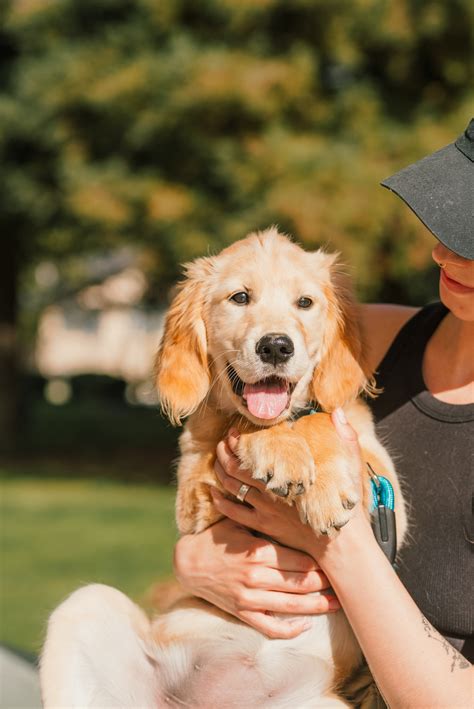 The White Golden Retriever: A Pristine Gem Among Retrievers
