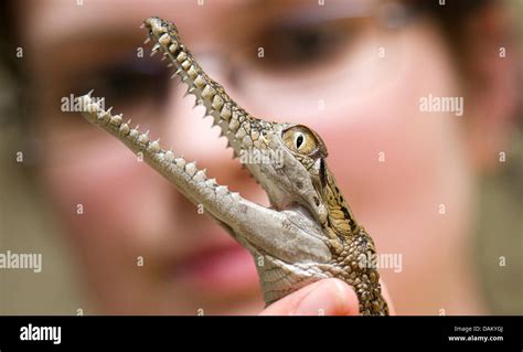 A little Australian freshwater crocodile shows his pointed teeth while ...