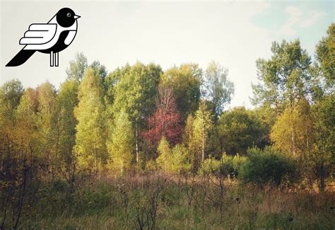 В сентябре от лосиных вшей в лесу спасу нет: Выясняем, чем они вредны ...