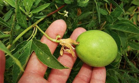 Passion Fruit Vine: Growing Nature’s Sweet Gift - Epic Gardening