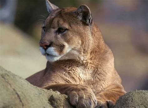Puma, kuguar, lew górski (Puma concolor). | Felino