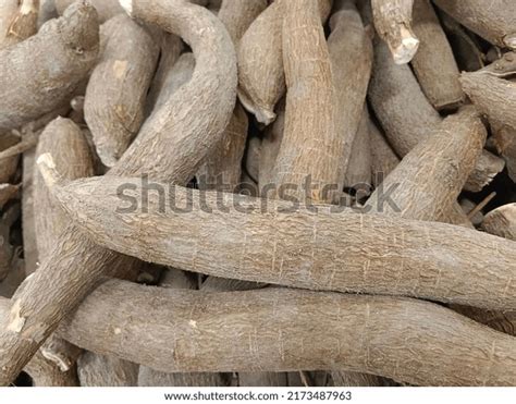 Cassava Root Vegetable Stock Photo 2173487963 | Shutterstock