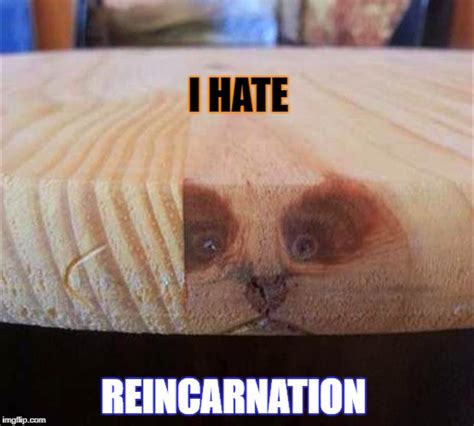 reincarnation Memes & GIFs - Imgflip
