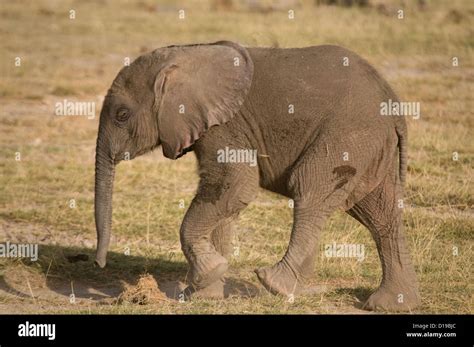 african elephant calf walking stock photo alamy