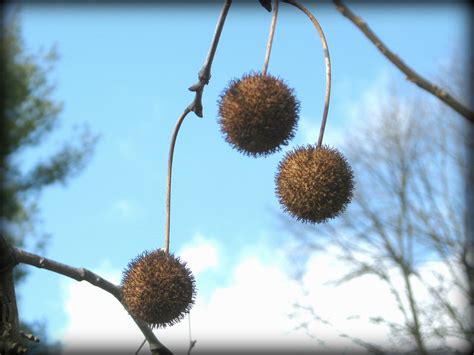 Sycamore Tree Seeds